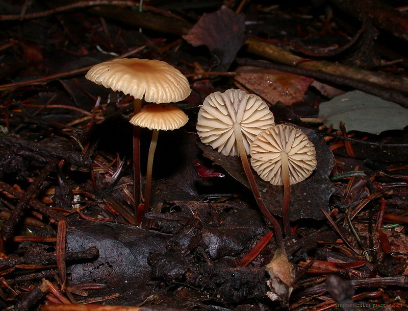 Escursione  in terra di Siena